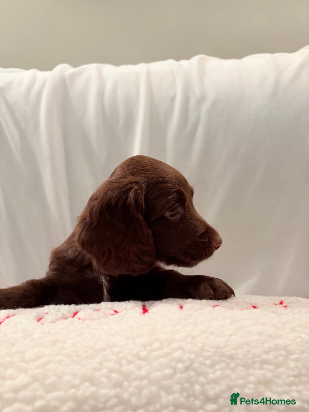 Mixed Breed dogs for sale: Daxipoo - Image 17