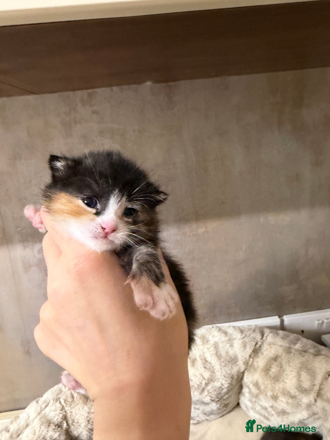 British Shorthair cats for sale: Adorable Kittens, Will be Ready from 22 December! - Advert 6