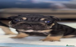 French Bulldog dogs for sale: French bulldog puppys - Image 6