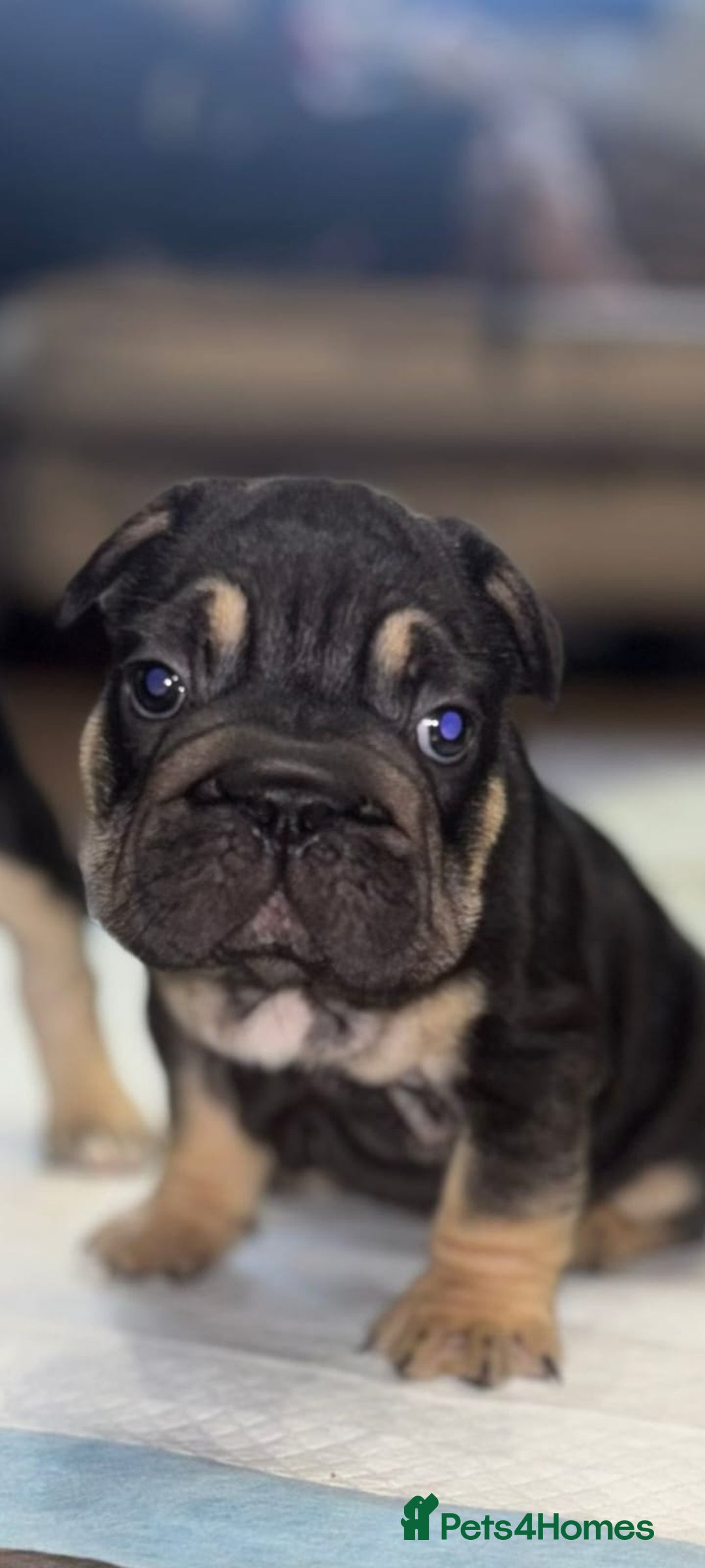 French Bulldog dogs for sale: French bulldog puppys - Image 6