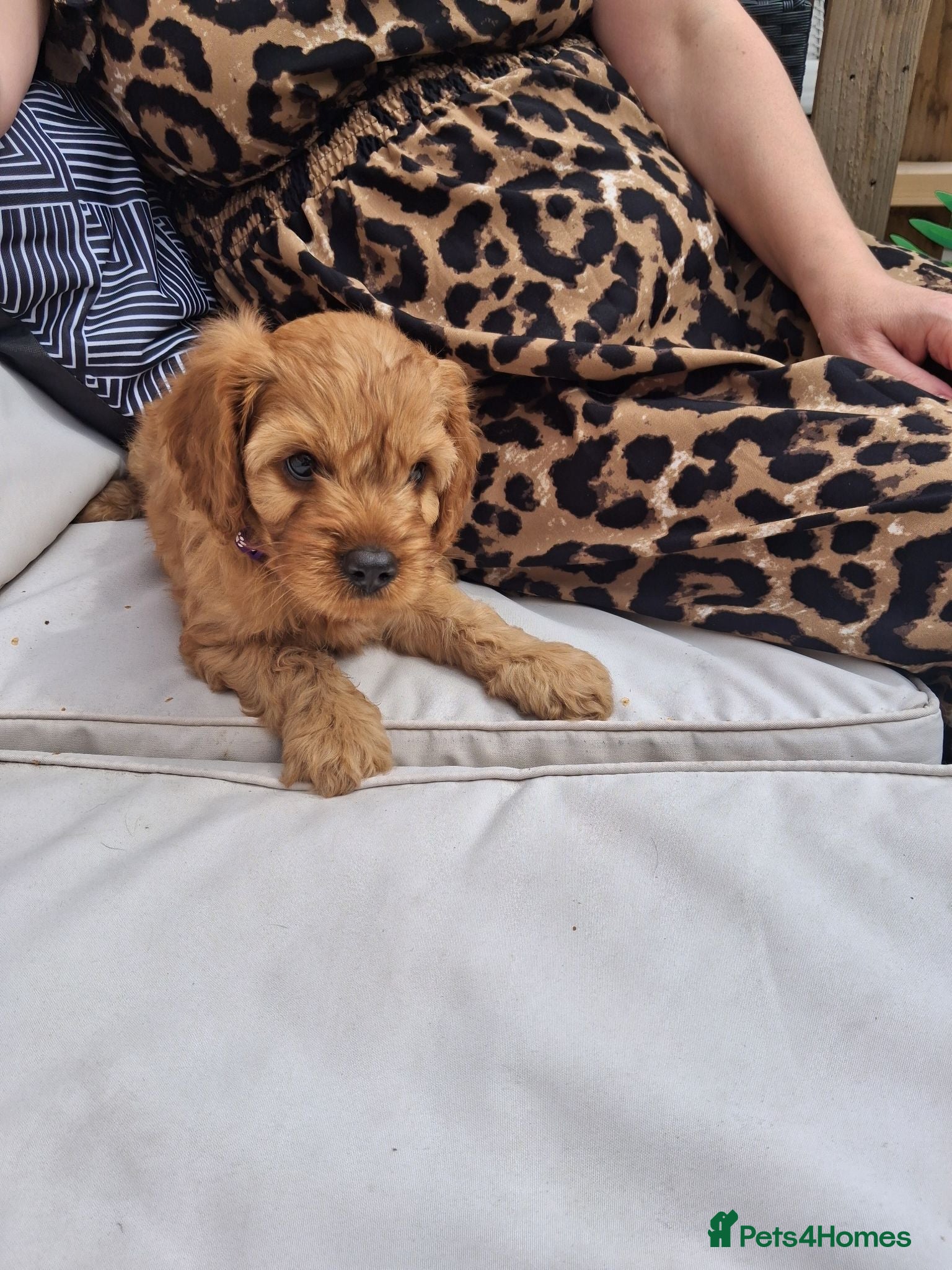 Cavapoo dogs REDUCED AS LAST ONE girl Health testedparents  - Advert 13
