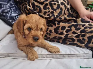 Cavapoo dogs REDUCED AS LAST ONE girl Health testedparents - Advert 13