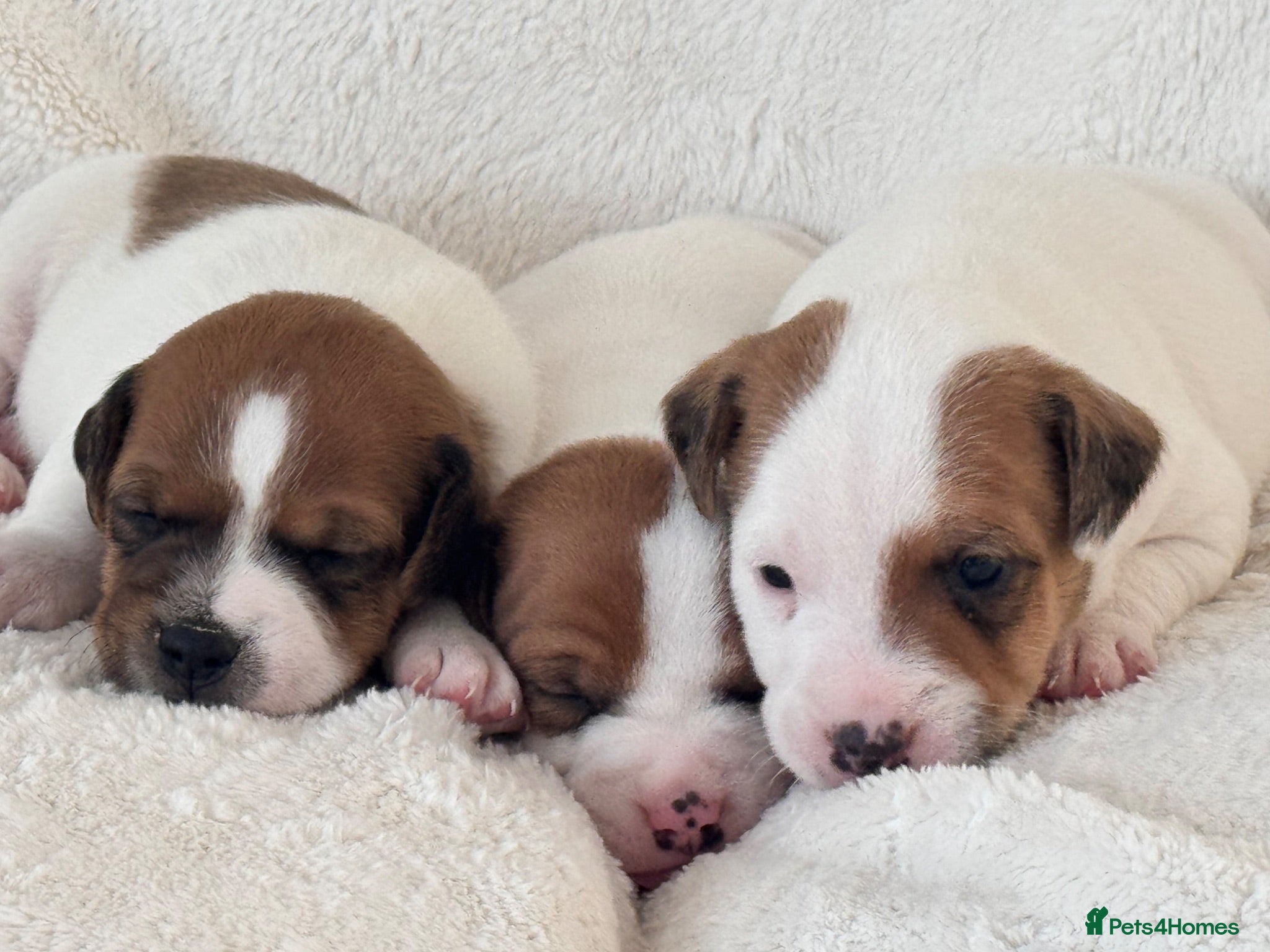 Jack Russell dogs Smooth coated tan and white jack russels  - Advert 15