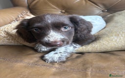 Sprocker dogs for sale: 8 glorious sprocker pups  - Image 33