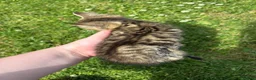 Mixed Breed cats for sale: 11 Tabby / Black kittens. Ready to leave. in Liversedge - Advert 11