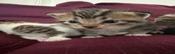 Mixed Breed cats for sale: 12 kittens available - Advert 4