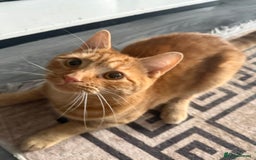 Mixed Breed cats for sale: Male cat for sale  - Advert 2