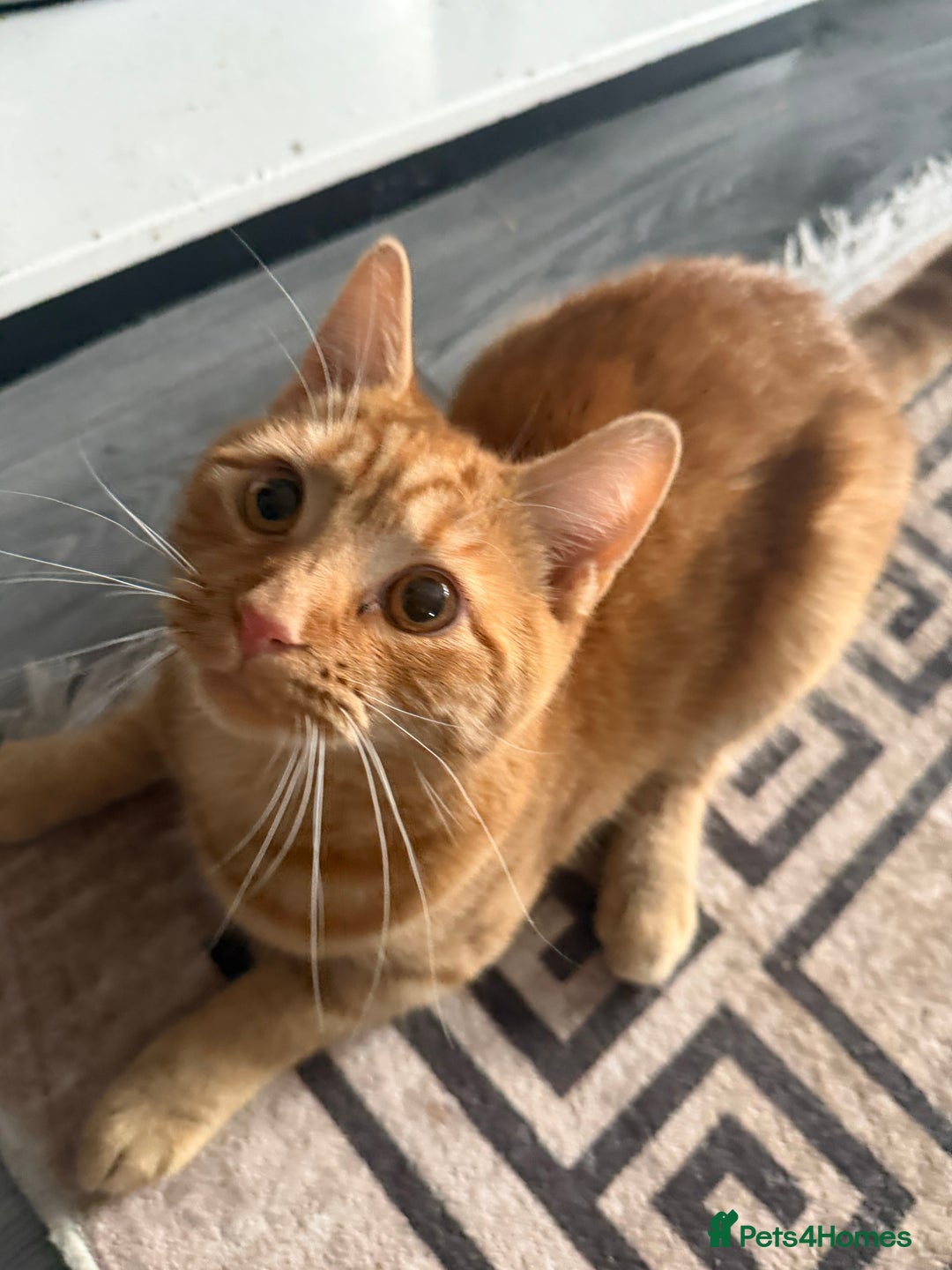 Mixed Breed cats for sale: Male cat for sale  - Advert 2