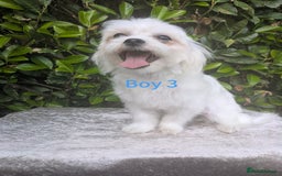 Maltese dogs for sale: Still waiting for love. Beautiful Maltese Puppies - Image 5