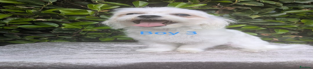 Maltese Puppy 3