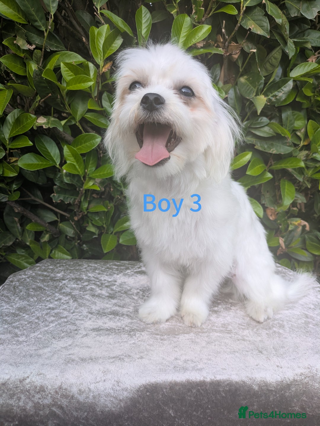 Maltese dogs for sale: Still waiting for love. Beautiful Maltese Puppies - Image 5