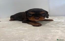 Cavalier King Charles Spaniel dogs for sale: BOYS chocolate cavaliers 🐶🍫 - Image 6