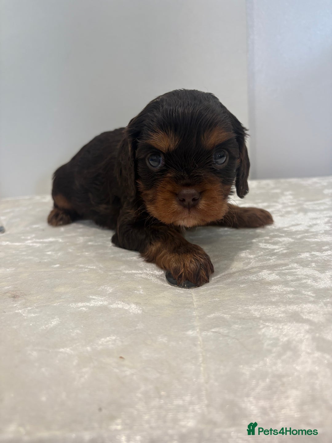 Cavalier King Charles Spaniel dogs for sale: BOYS chocolate cavaliers 🐶🍫 - Image 6