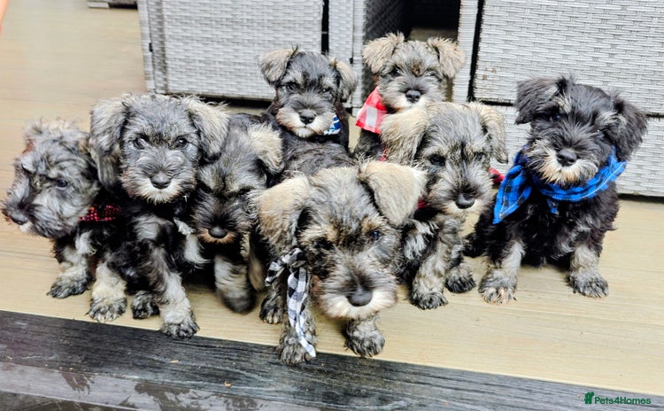 Miniature Schnauzer dogs - Advert 2