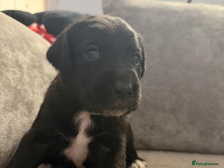 Borador dogs Borador Puppies - Advert 5