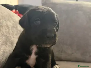 Borador dogs Borador Puppies - Advert 3