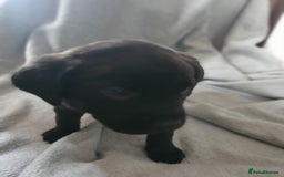 Mixed Breed dogs for sale: Beautiful mixed labrador rottweiler puppies  - Image 6