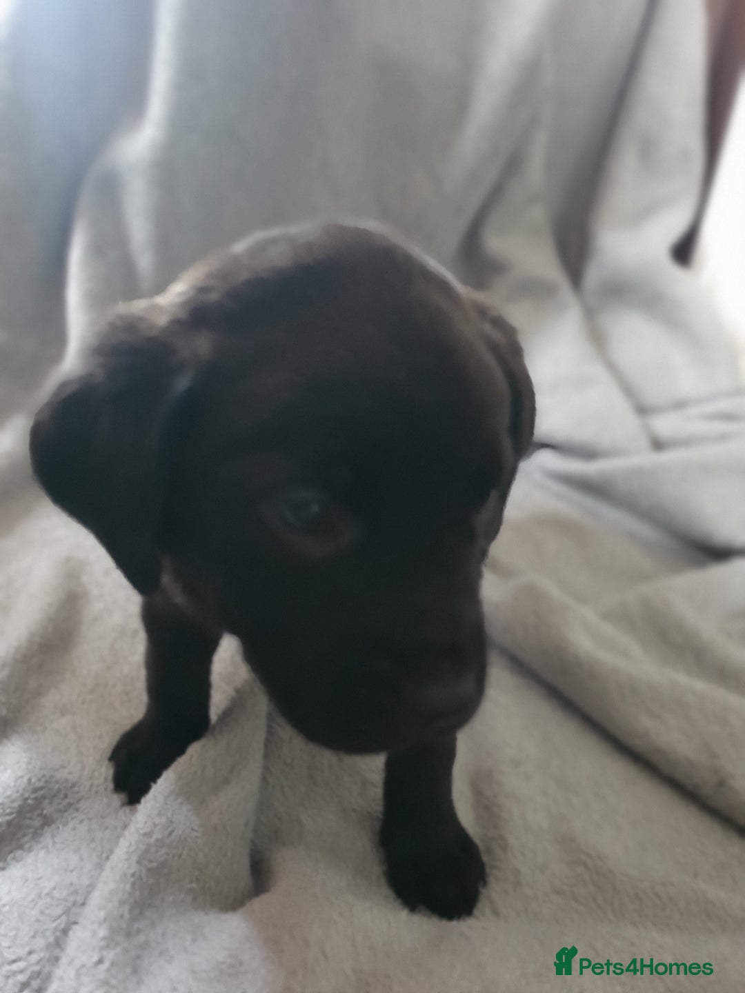 Mixed Breed dogs for sale: Beautiful mixed labrador rottweiler puppies  - Image 6