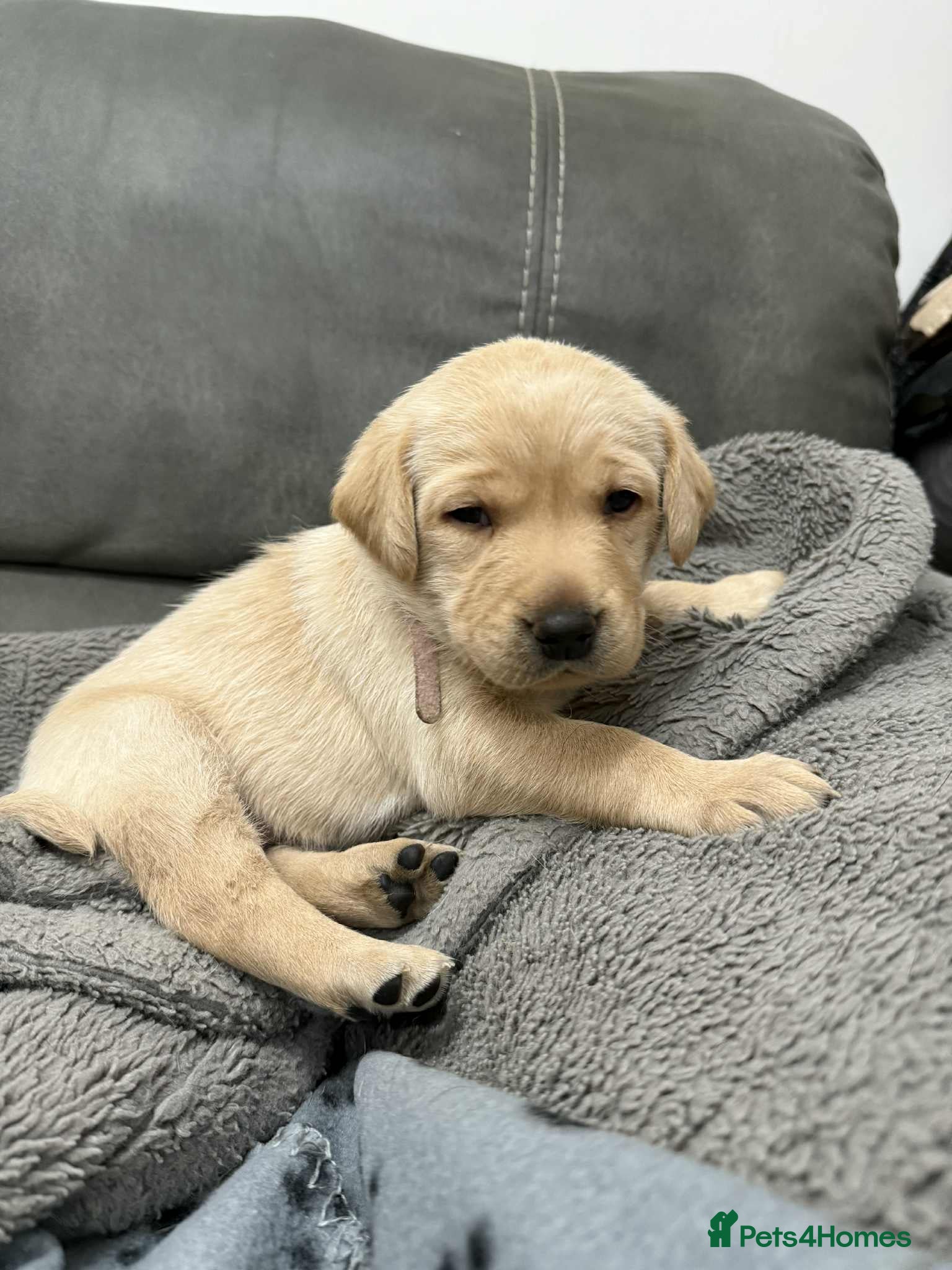 Labrador Retriever dogs Kc registered labradors for sale - Advert 12