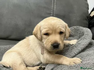 Labrador Retriever dogs Kc registered labradors for sale - Advert 12