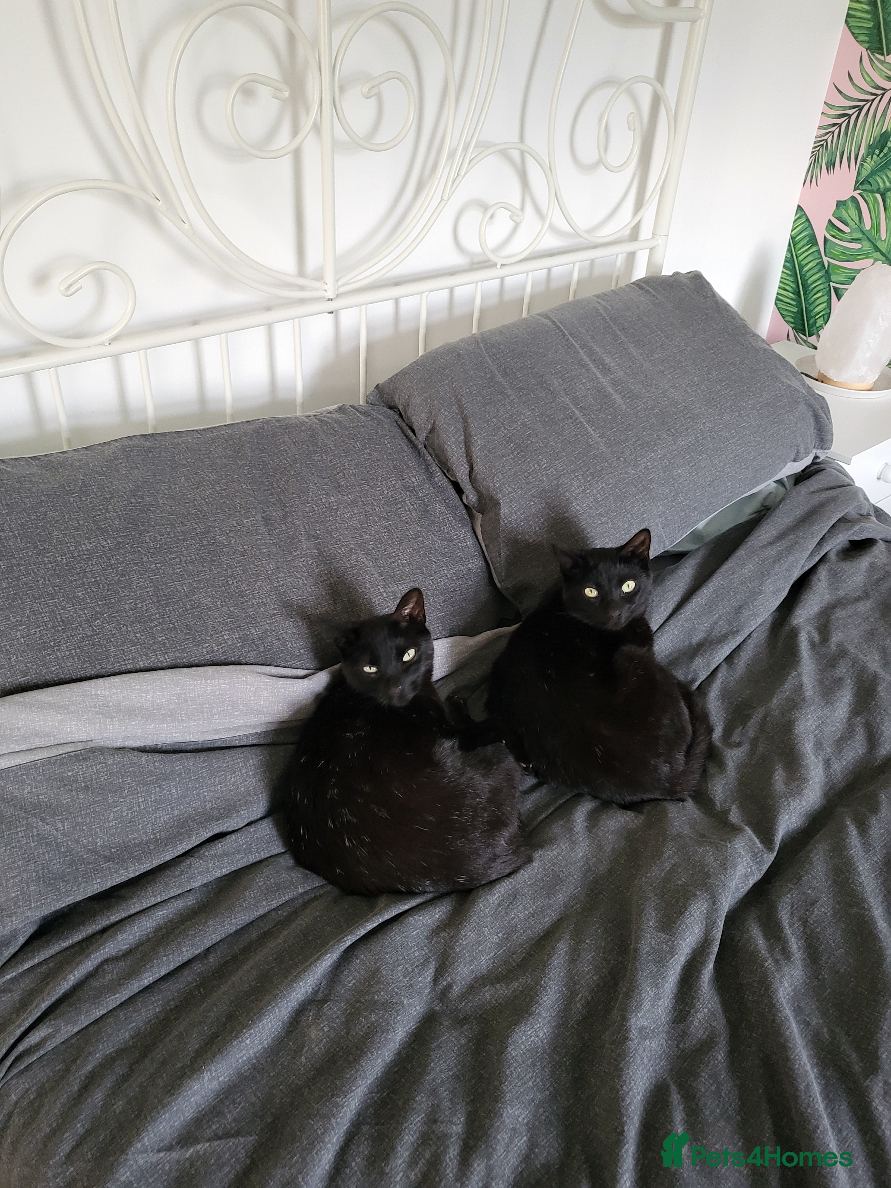 Mixed Breed cats 2 black girl sister dwarf cats  - Advert 3