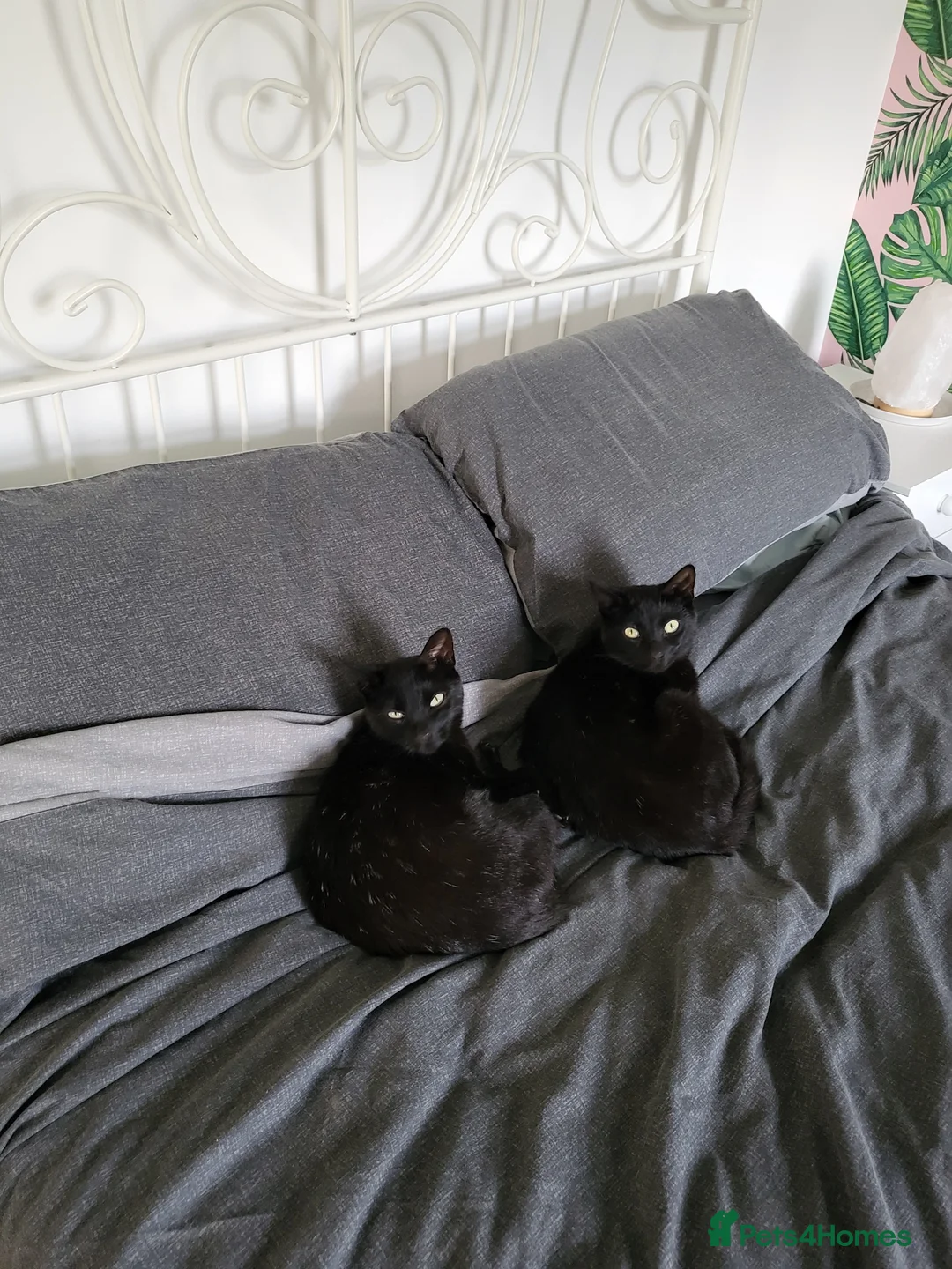 Mixed Breed cats for sale: 2 black girl sister dwarf cats  - Advert 1