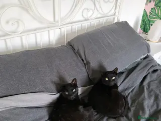 Mixed Breed cats 2 black girl sister dwarf cats - Advert 2