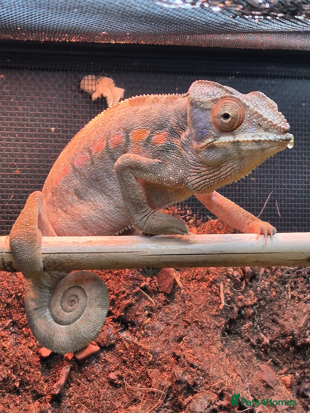 Chameleon reptiles for sale: Baby panther chameleons.  - Advert 7