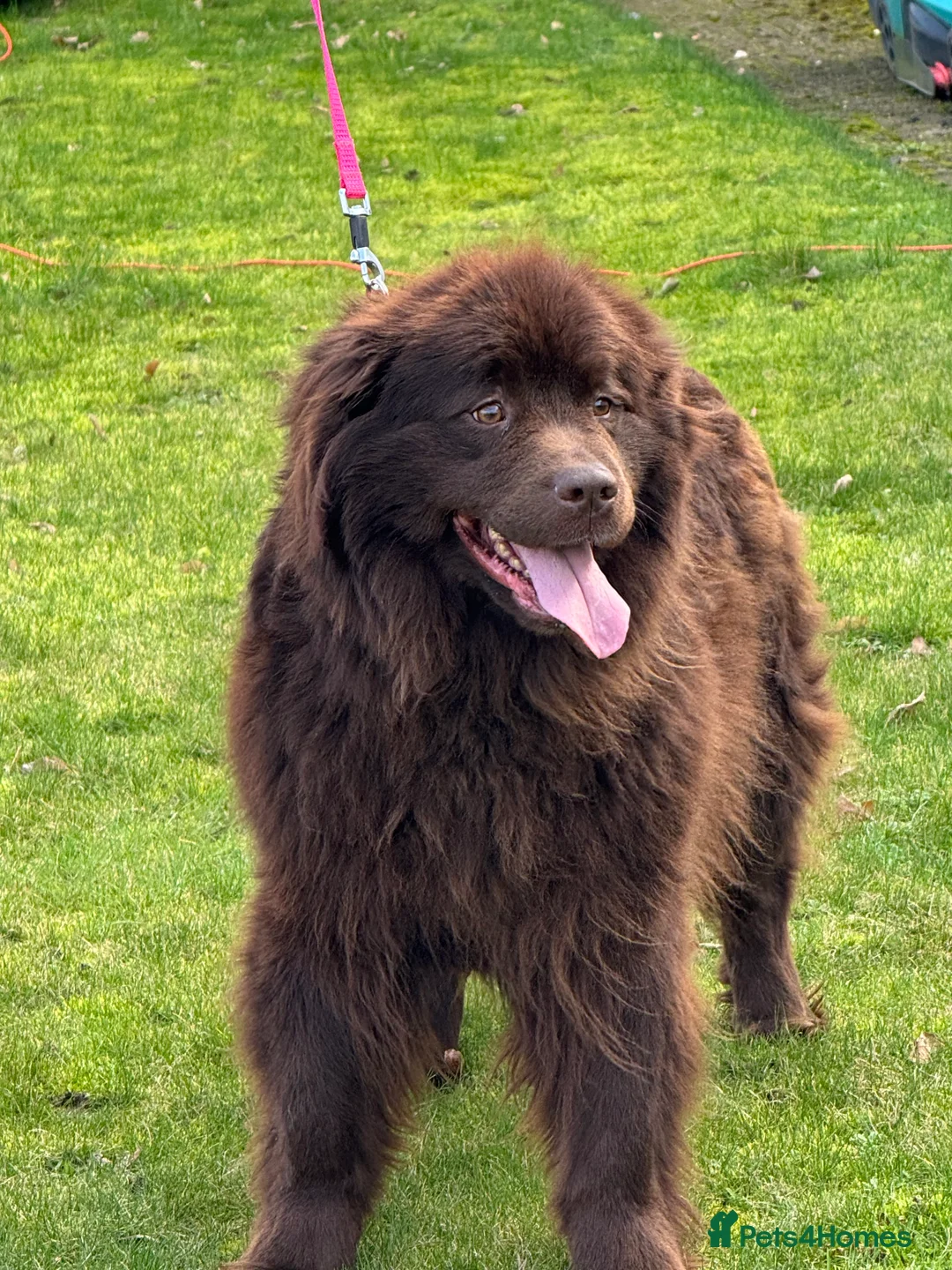 Newfoundland dogs for sale: Beautiful brown Newfoundland girl  - Advert 1