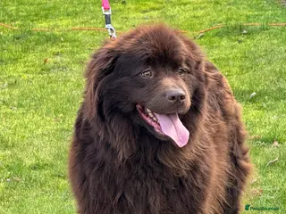 Newfoundland dogs Beautiful brown Newfoundland girl - Advert 11