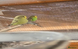 Budgerigars birds for sale: Budgies  - Image 23