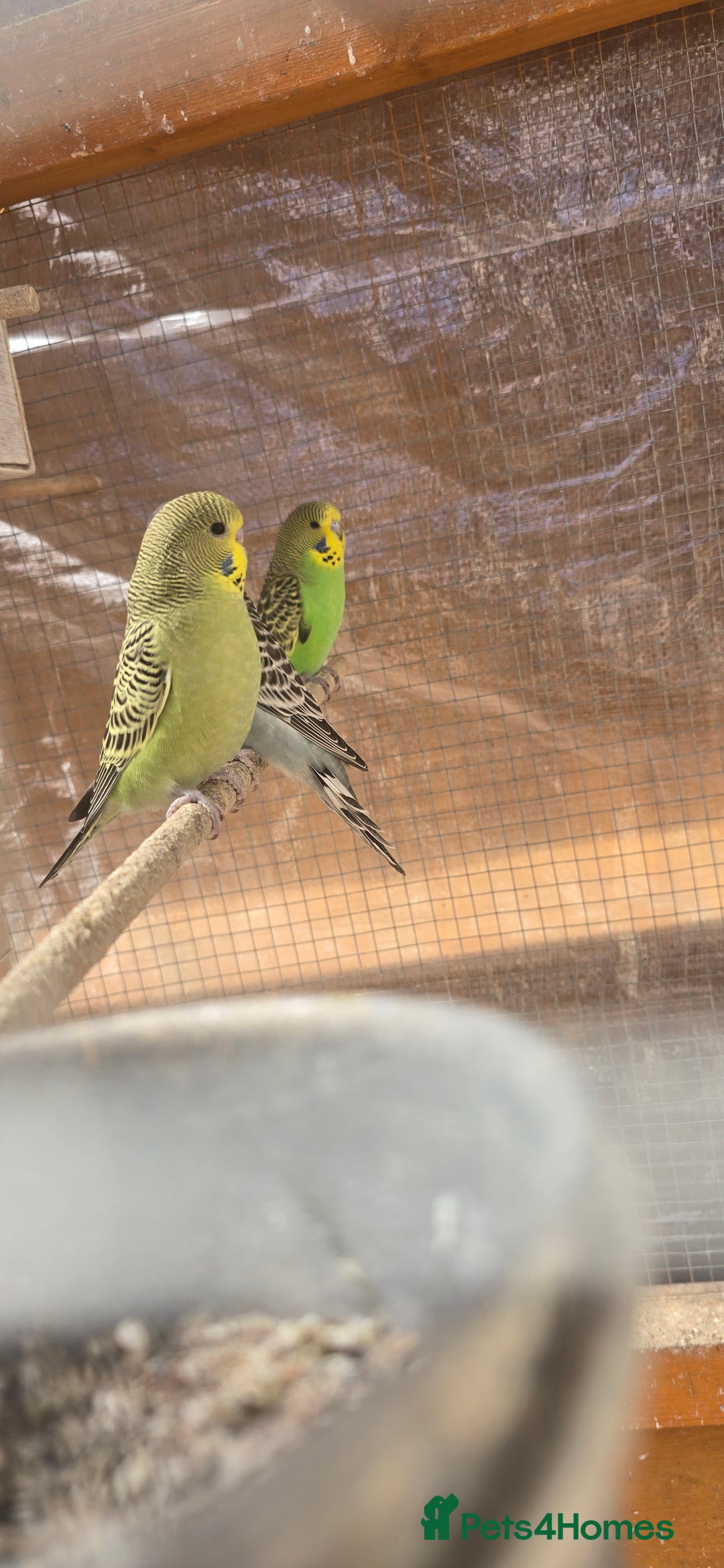 Budgerigars birds for sale: Budgies  - Image 23
