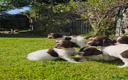English Springer Spaniel dogs for sale: Stunning English Springer Spaniel puppies - Image 6