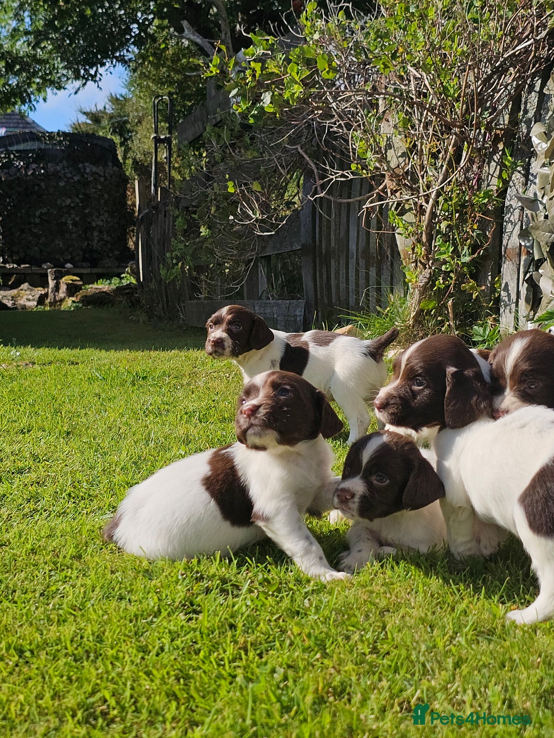English Springer Spaniel dogs for sale: Stunning English Springer Spaniel puppies - Image 6