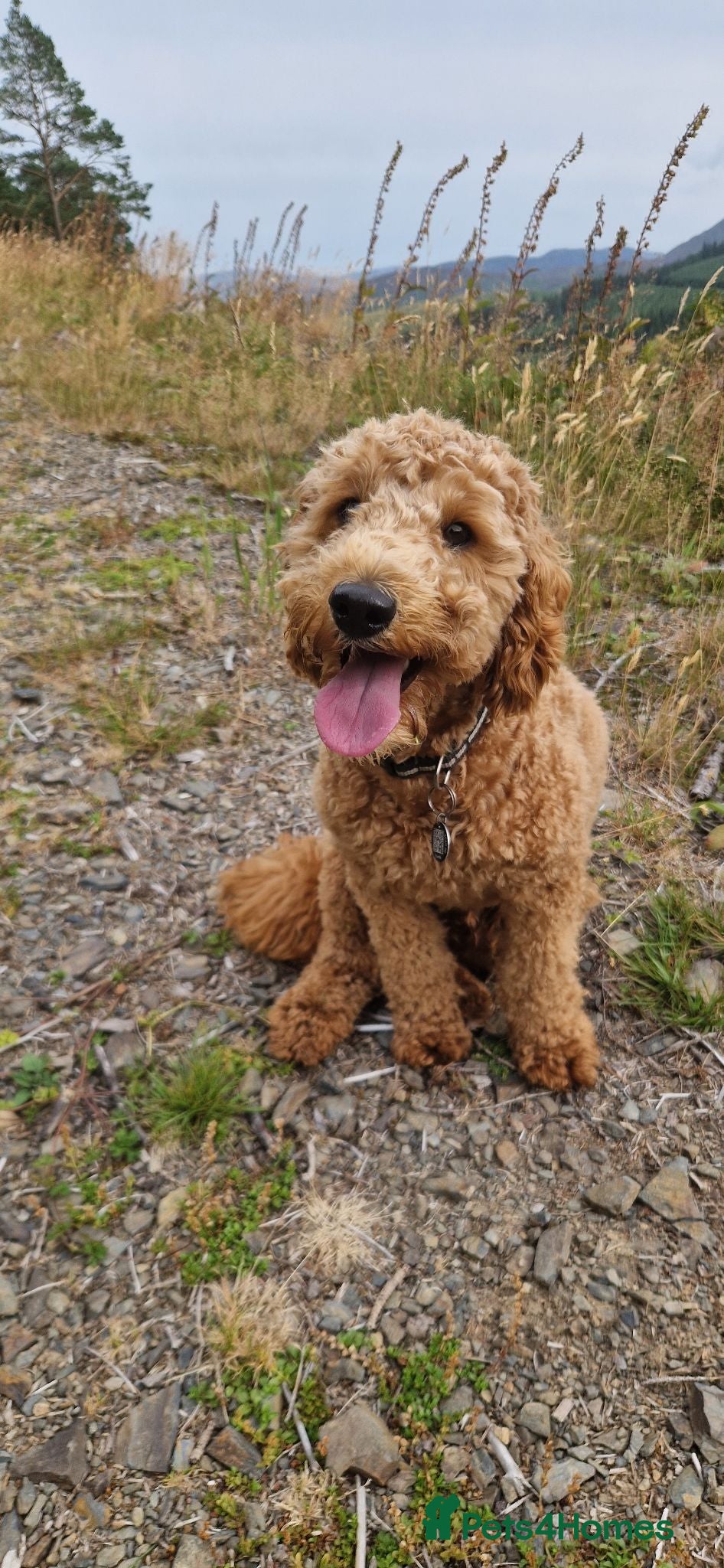 Cockapoo dogs Cockerpoo  - Advert 11