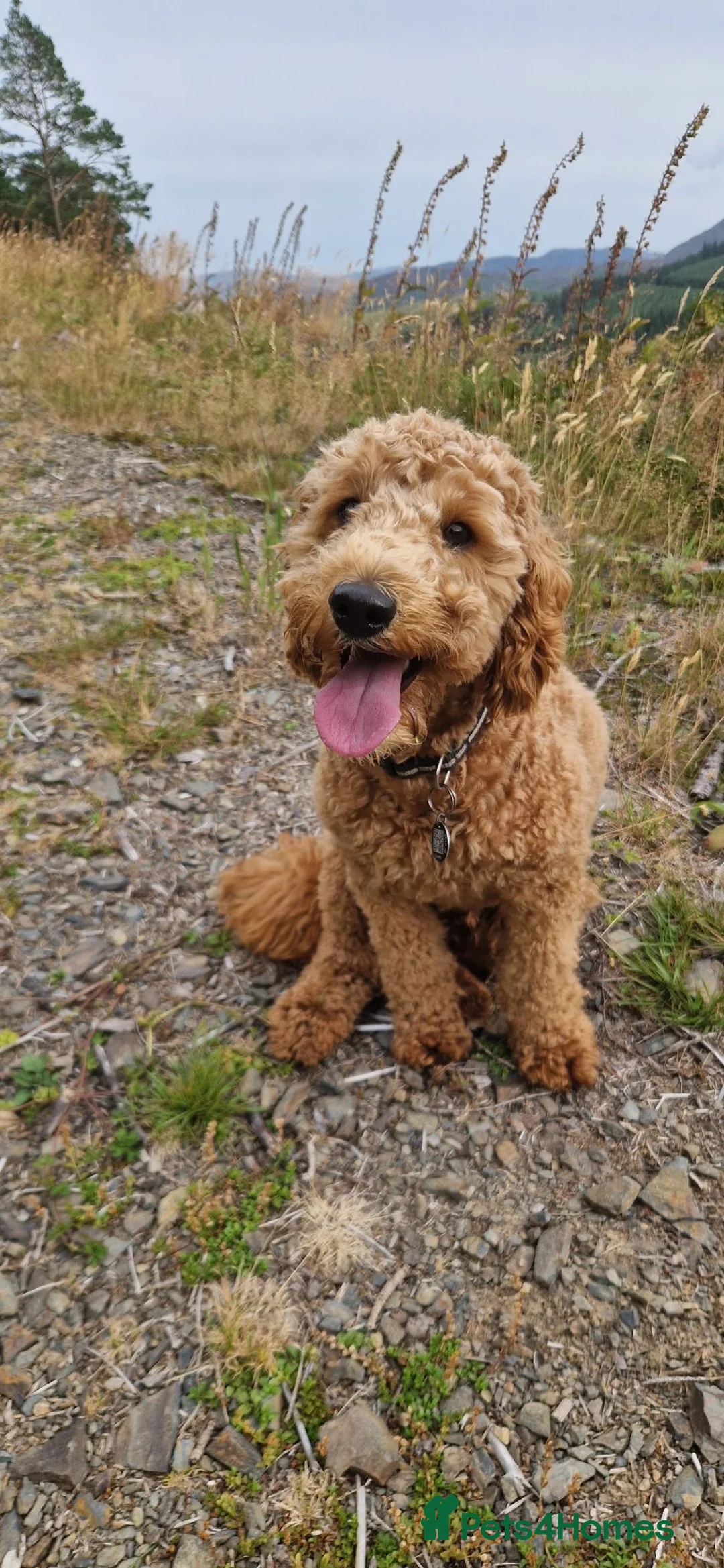 Cockapoo dogs for sale: Cockerpoo  in Maryport - Advert 1