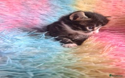 Mixed Breed cats for sale: 4 kittens for sale - Image 5