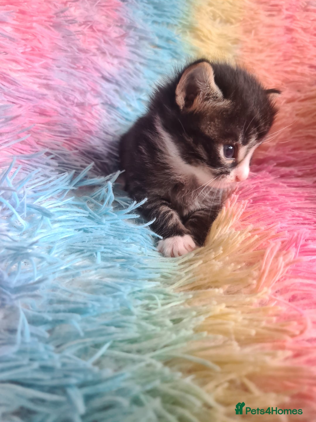 Mixed Breed cats for sale: 4 kittens for sale - Image 5