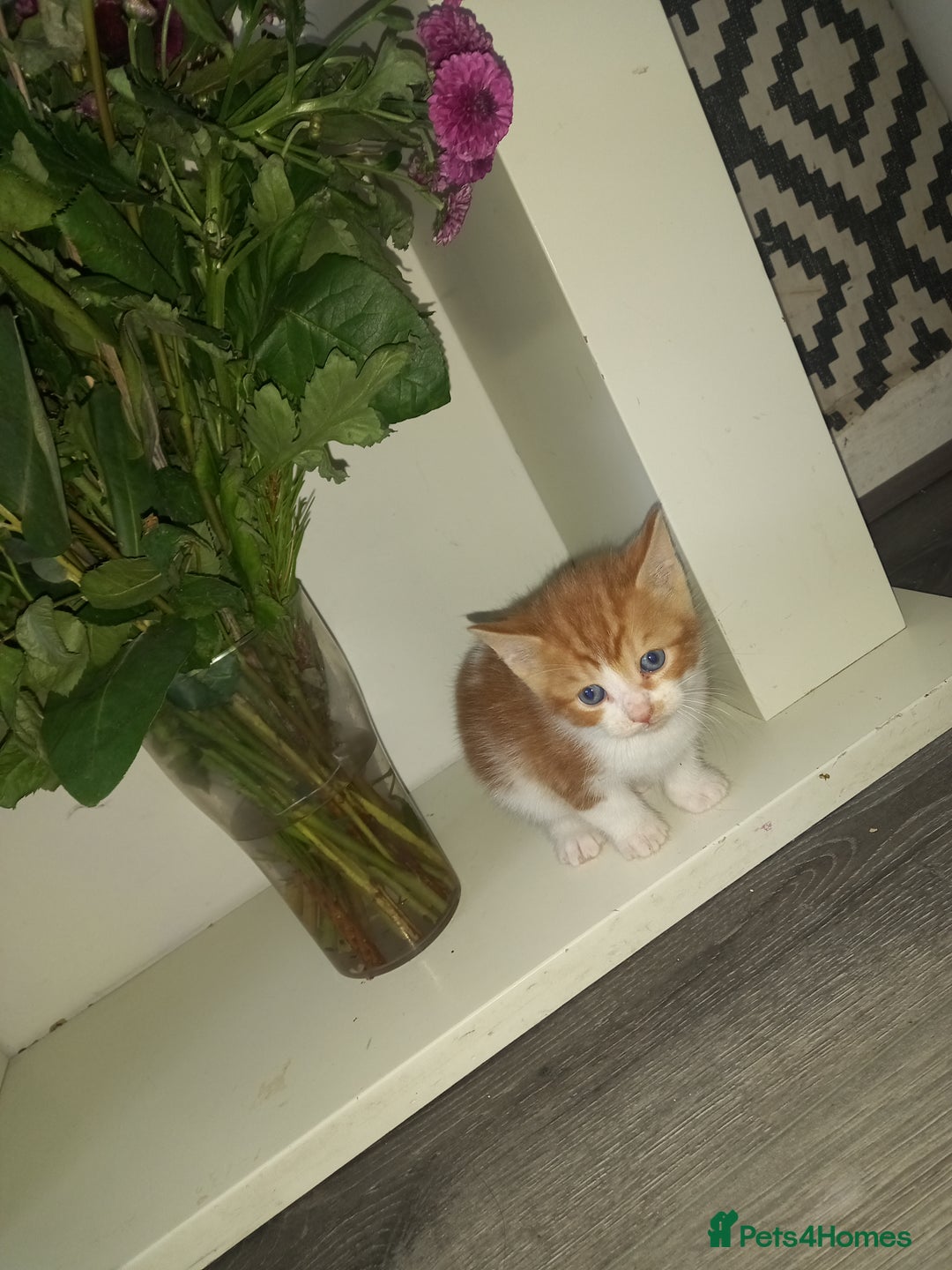 Mixed Breed cats for sale: Kittens looking for their forever loving Home - Advert 11