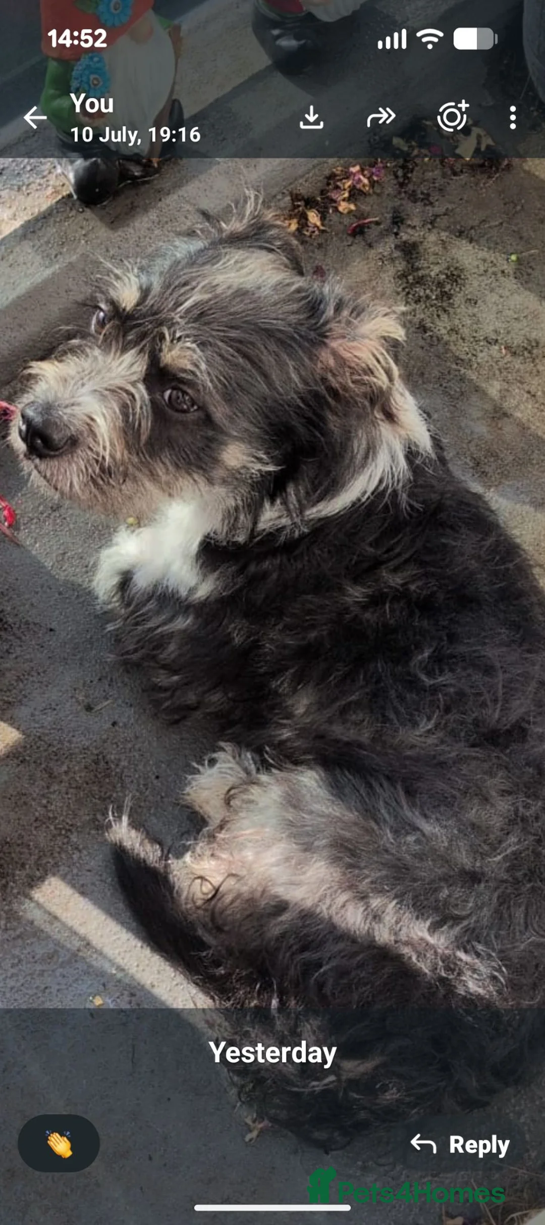 Mixed Breed dogs for sale: Male 9 month old dog  - Advert 3