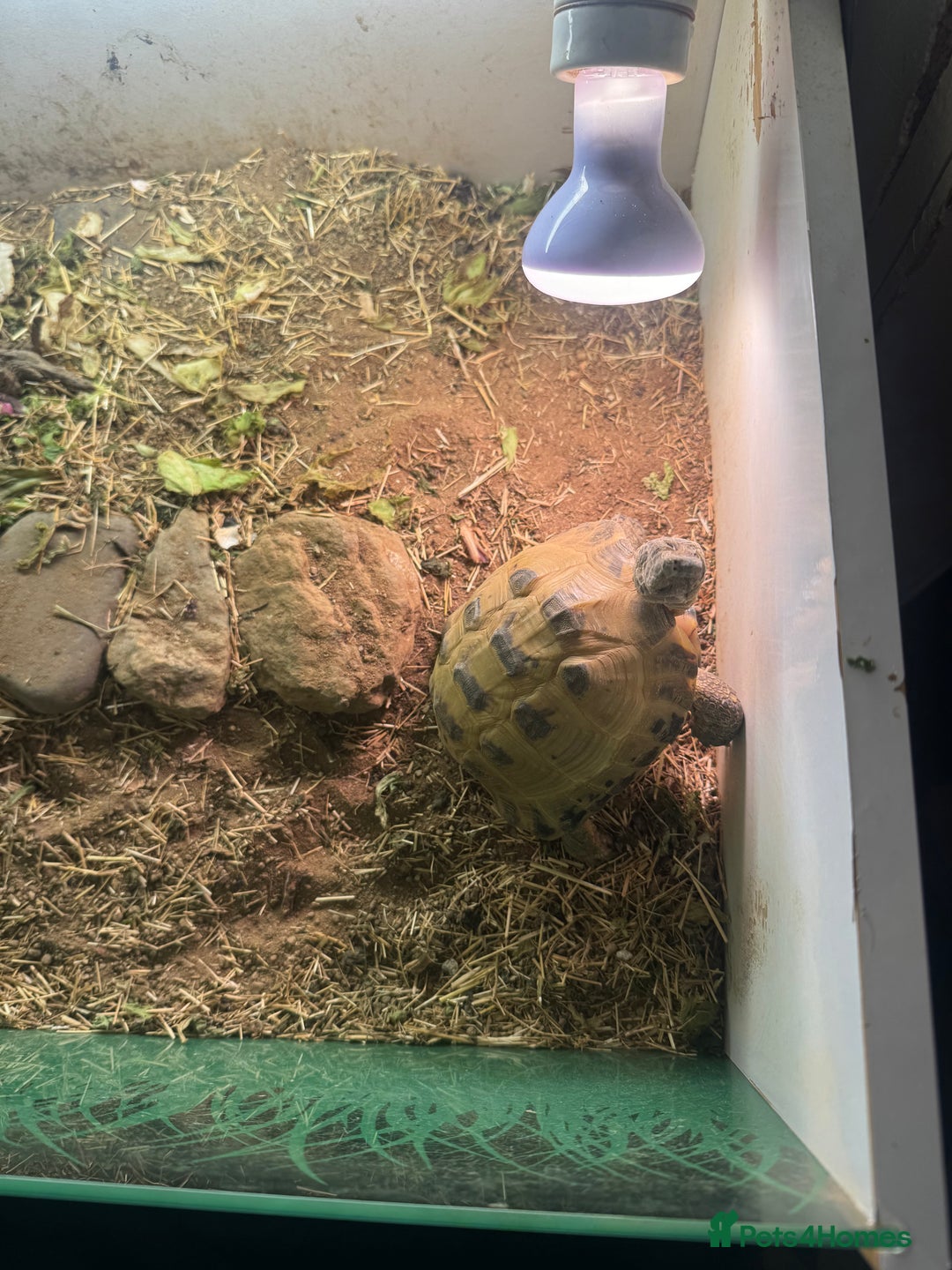 Tortoise reptiles for sale: 7 years old Horsefield tortoise +  table & stand  - Advert 2