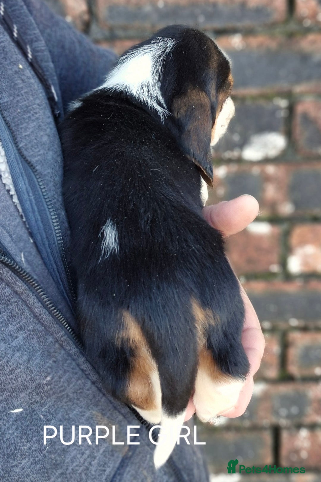 Basset Hound dogs for sale: KC BASSET HOUND PUPPIES FROM HEALTH TESTED PARENTS - Advert 7