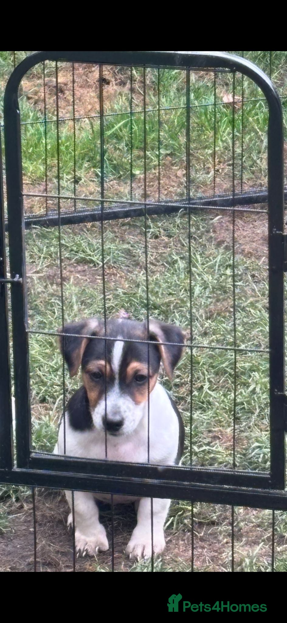 Jack Russell dogs Dock tails, short legged/haired Jack Russel  - Advert 2