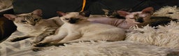 Siamese cats for sale: Siamese X Sphynx kittens - Advert 33