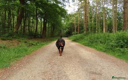 Rottweiler dogs for sale: 3 year old rottie - Image 7