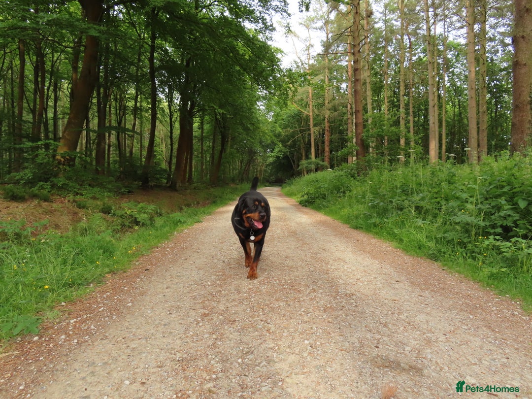 Rottweiler dogs for sale: 3 year old rottie - Image 7
