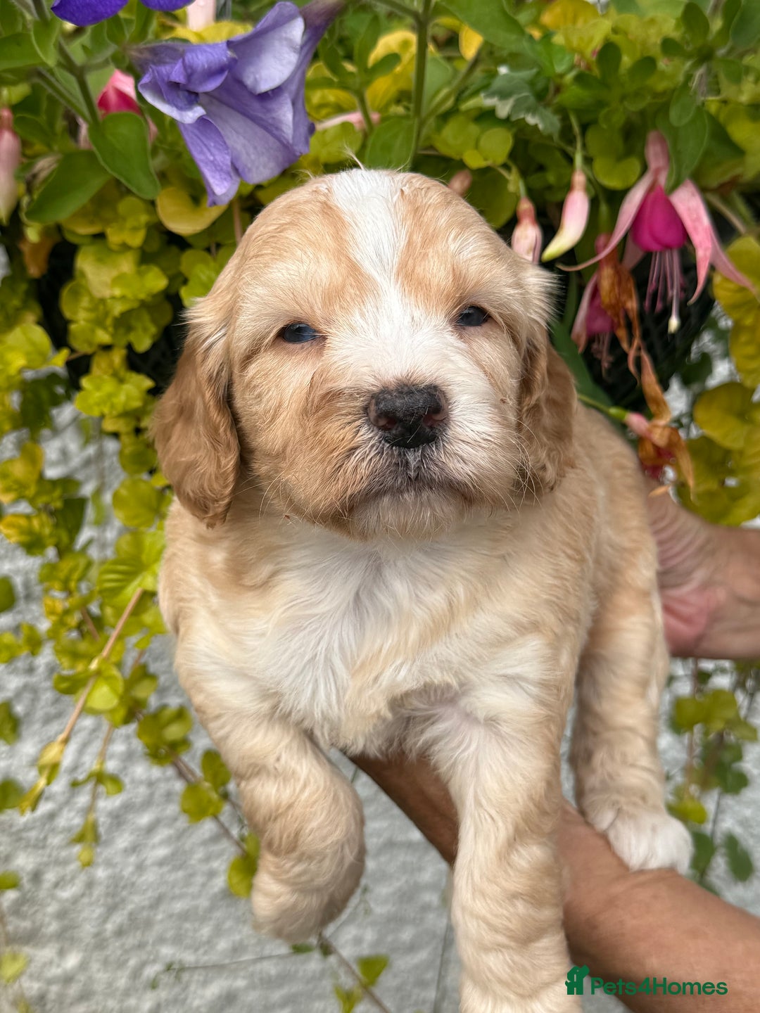 Cockapoo dogs for sale: Stunning F1 Cockapoos  - Image 4
