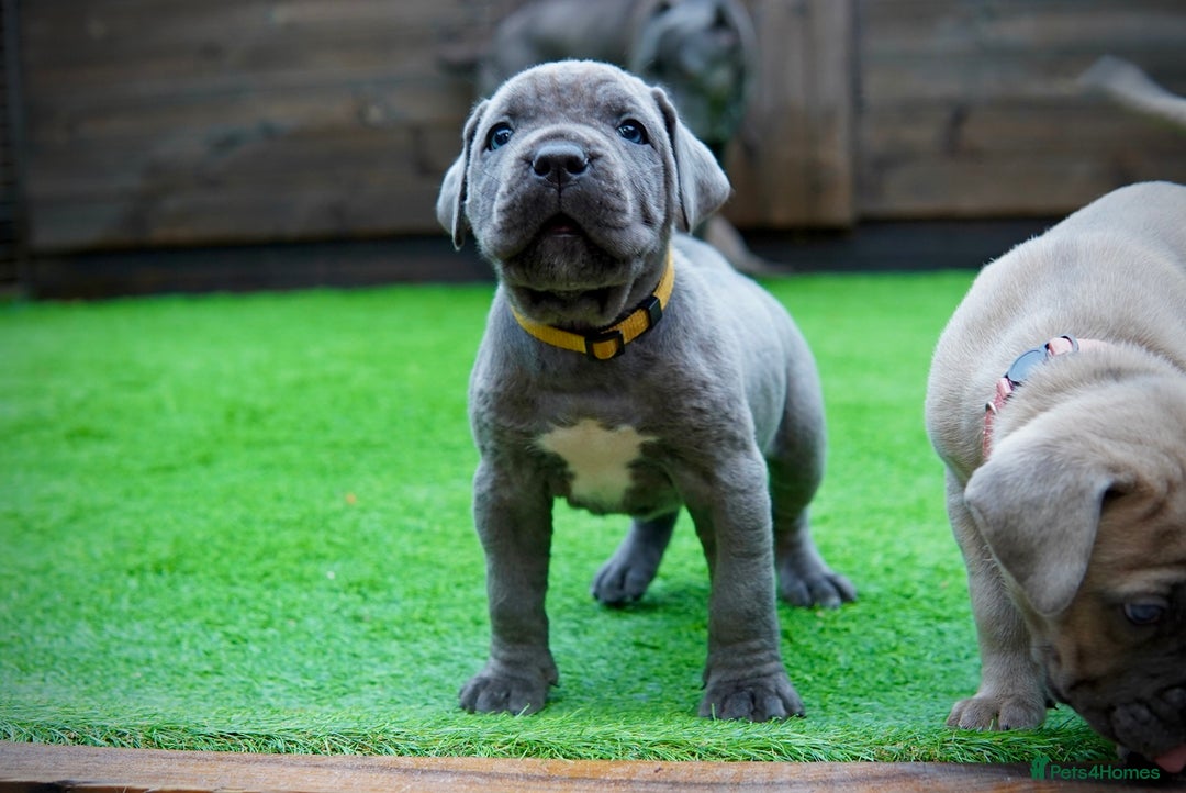 Cane Corso dogs for sale: ICCF Registered Cane Corsos  - Advert 16