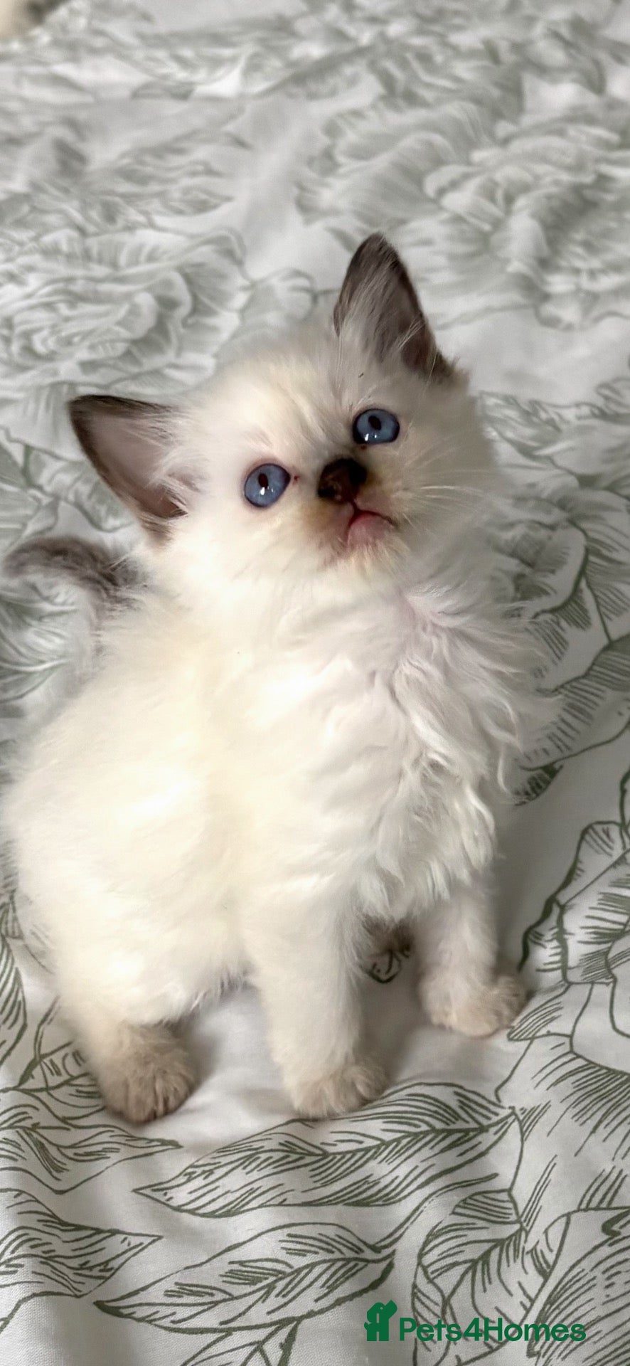 Ragdoll cats ♥️ STUNNING GCCF BABIES ♥️ - Advert 2
