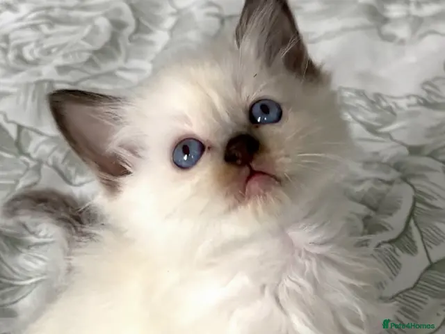 Ragdoll cats ♥️ STUNNING GCCF BABIES ♥️ - Advert 3
